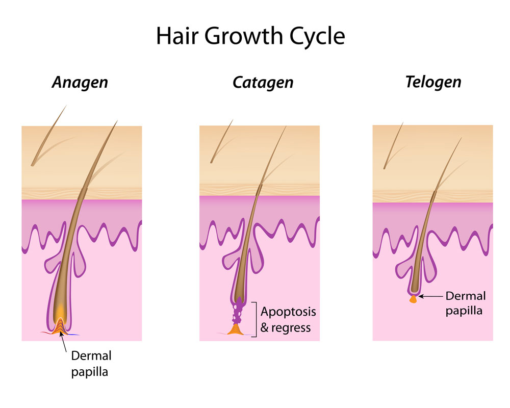 Hair Growth Cycle Chart